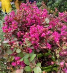 Lagerstroemia indica With Love Kiss